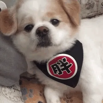 呆萌乖乖狗 胖