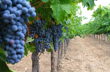 Vineyard