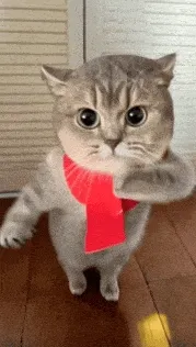 猫猫GIF动图表情包