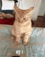 猫猫：哼
