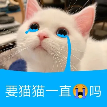 要猫猫一直吗