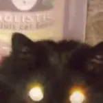 Angry cat GIF Template