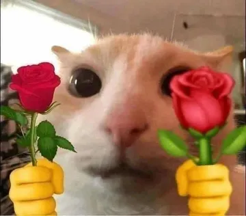 猫咪头拿玫瑰