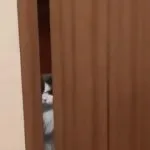 Jealous cat GIF Template
