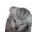 猫猫捂头GIF 动图表情包