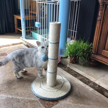 可爱猫咪