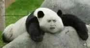 熊猫瘫坐在石头上(好玩)