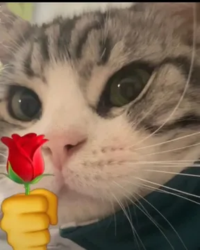 猫咪头拿玫瑰