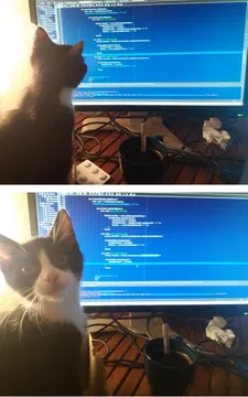 cat programmer