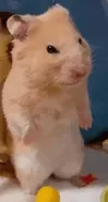 鼠鼠表情包