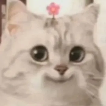 猫咪表情包