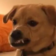 狗狗咬牙切齿表情包
