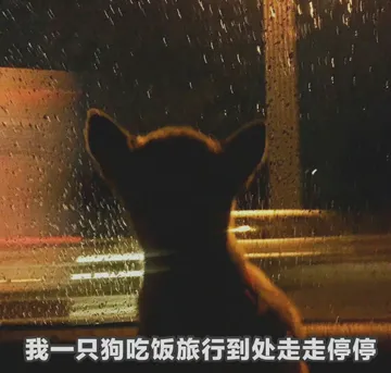 我一只狗吃饭旅行到处走走停停