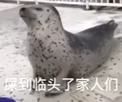 到临头了家人们