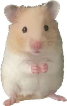 鼠鼠表情包