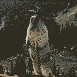 山熊AAAAAAAA啊啊啊啊啊啊啊啊啊（暴走模式）