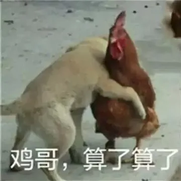 鸡哥 算了算了