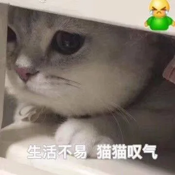 生活不易.猫猫叹气