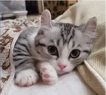 吸口猫，未来的日子会有猫的