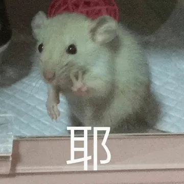仓鼠00003-耶