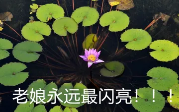 老娘永远最闪亮！！