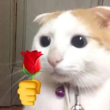 猫咪头拿玫瑰