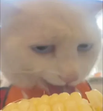 奇怪的猫猫表情包