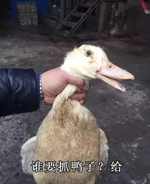 抓鸭子什么梗