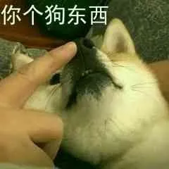 柴犬斗图表情包