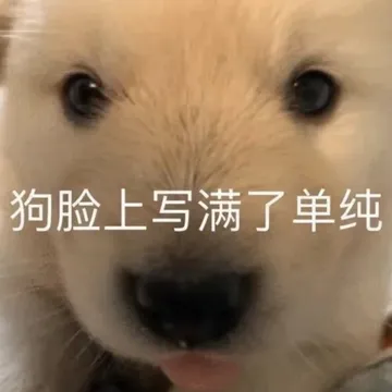 狗脸上写满了单纯