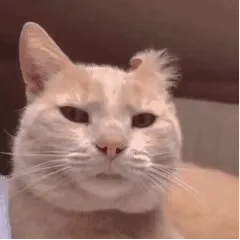 猫猫动图表情包