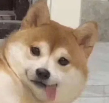 吐舌头狗狗