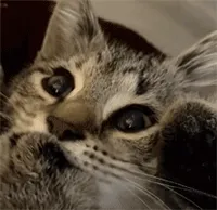 嘬手小猫表情包