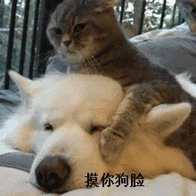 摸你狗脸