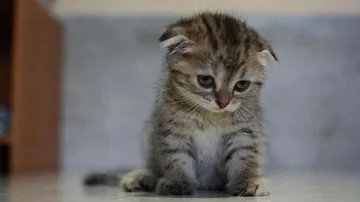 Sad kitten