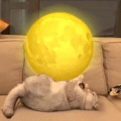 猫咪动图表情包