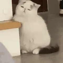 小白猫