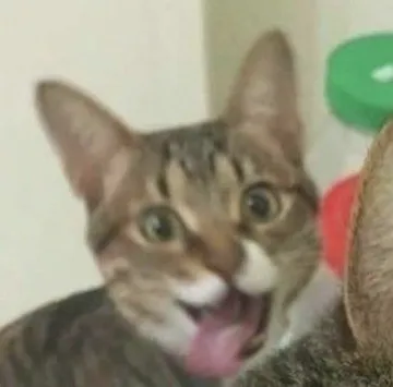 猫猫头表情包