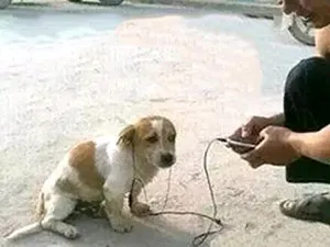 给狗子带耳机听歌搞笑图，狗子一脸嫌弃