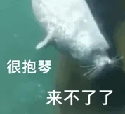 很抱琴来不了了