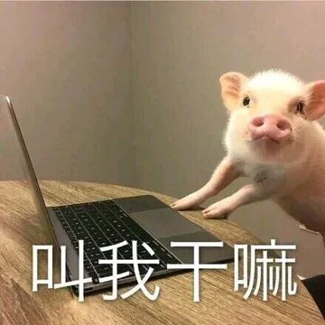 一波猪猪表情包 一起来吸猪吧