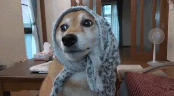 狗狗头戴围巾