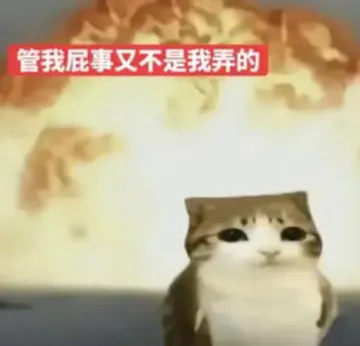 猫头鹰小猫表情包
