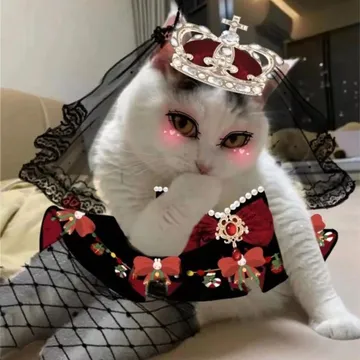 捂嘴笑骚猫表情包
