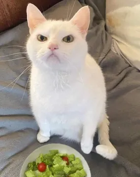 ANGRY CAT SALAD