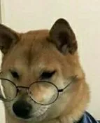 柴犬带眼镜