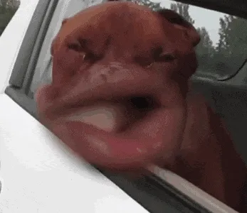 狗狗大嘴巴（风吹的doutula