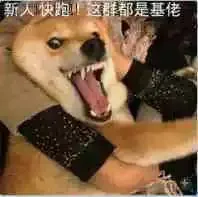 狗子：新人快跑！这群都是基佬