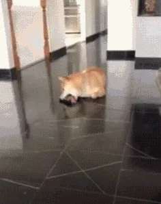 舔狗