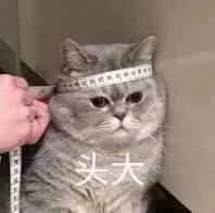 头大小猫